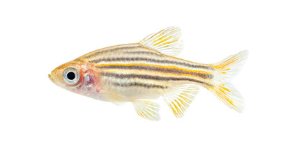 Fototapeta premium Zebra Danio Fish Isolated on Transparent Background