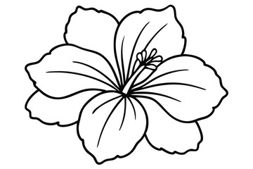 Hibiscus Flower Line Art Vector, Hibiscus Flower outline 