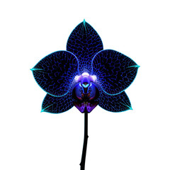 Exotic bioluminescent orchid, intricate patterns highlighted by a vibrant purple neon glow, whole flower, isolated, plain png transparent background