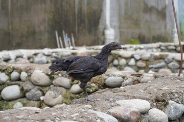 Black Chicken Walking on Rocky Ground Outdoors