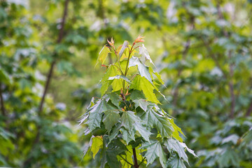 Maple branch with young spring leaves.