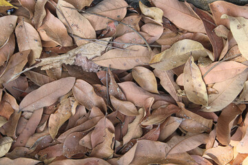 Dry Fallen Leaves Covering the Ground – Autumn Nature Texture Background