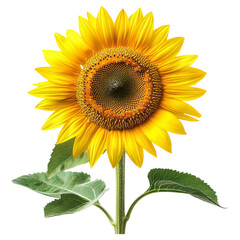 Obraz premium Bright Yellow Sunflower on Transparent Background for Creative Use