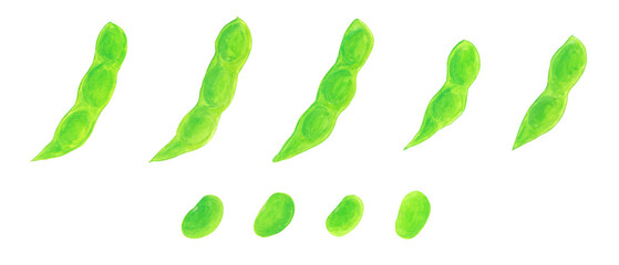 枝豆のさやと豆のアナログ水彩イラスト素材