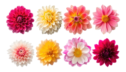 Collection of Different type of Dahlias flower isolate on transparency background