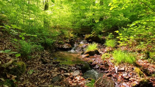 Erfrischender Wildbach im gr&uuml;nen Laubwald &ndash; pure Naturkraft und lebendige Idylle f&uuml;r authentische Outdoor-Designs und stimmungsvolle Landschaftsaufnahmen