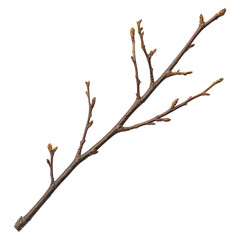 Fototapeta premium Branch with Buds on Transparent Background for Creative Projects