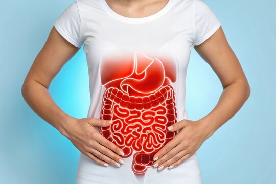 Human digestive system anatomy medical health illustration