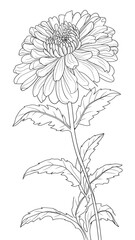 PNG Aster art illustration drawing.