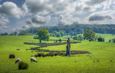 Lush green field with sheep grazing on the Cotswold Way in England