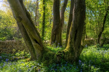 Scenic vie of bluebells in full bloom along the Cotswold Way hiking trail in England