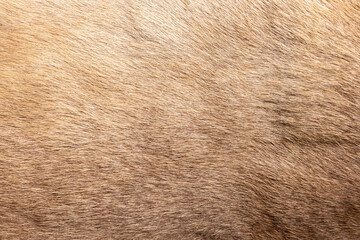 Brown Grey Animal skin Natural Fur Wolf Fox, Bear, Wildlife texture table top view Concept for hairy Background, fabric textures and wallpaper. Close up detail of Fluffy grizzly teddy Coat Full Frame.