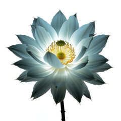 Night-blooming cereus flower, its large white petals intensely bioluminescent, glowing pure white, whole flower, png transparent background