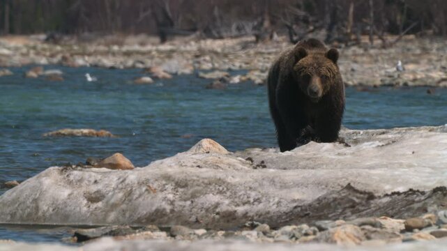 Wild brown bear wanders over rocks and ice after hibernation in search of food