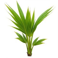 Obraz premium Palm seedling isolated on white background for botanical study and tropical decoration.