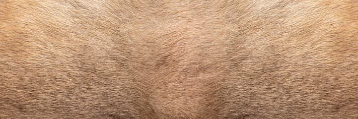 Brown Grey Animal skin Natural Fur Wolf Fox, Bear, Wildlife texture table top view Concept for hairy Background, fabric textures and wallpaper. Close up detail of Fluffy grizzly teddy Coat Full Frame.