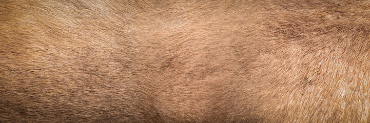Brown Grey Animal skin Natural Fur Wolf Fox, Bear, Wildlife texture table top view Concept for hairy Background, fabric textures and wallpaper. Close up detail of Fluffy grizzly teddy Coat Full Frame.