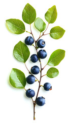 High-resolution image of blueberry leaves isolated on white, captured in a minimal flat lay or