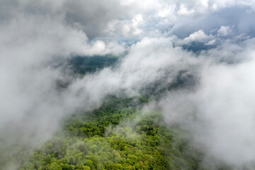 Summer woods of Appalachian mountains with green canopies in colorful forest. Wild nature in summertime humid rain season