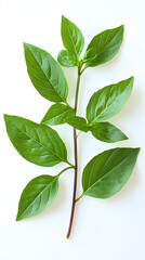 High-resolution image of fresh basil leaves on white background