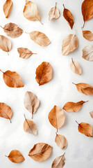 High-resolution image of flat lay of dried autumn leaves on white