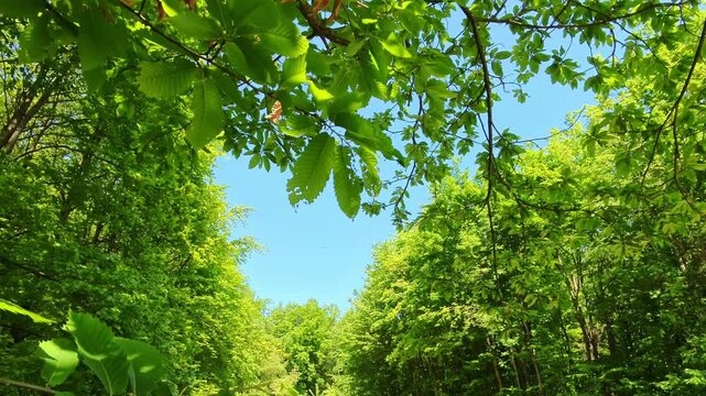 Saftige gr&uuml;ne Bl&auml;tter vor strahlend blauen Himmel &ndash; nat&uuml;rliche Farbvielfalt und Leichtigkeit f&uuml;r frische, atmosph&auml;rische Natur- und Landschaftsmotive