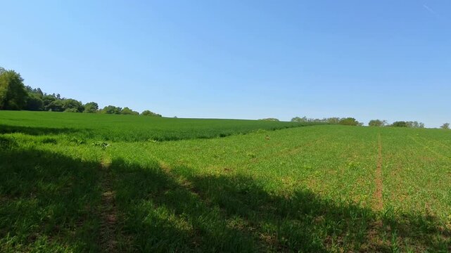Farbenfroher Fasan auf gr&uuml;ner Wiese unter blauem Himmel &ndash; ausdrucksstarke Wildtierfotografie f&uuml;r Naturprojekte, Umweltkampagnen und authentische l&auml;ndliche Bildwelten