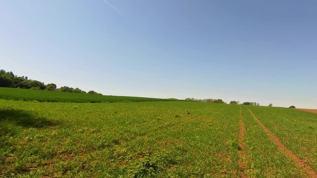 majest&auml;tischer Fasan auf gr&uuml;ner Wiese Feld &ndash; ausdrucksstarke Wildtierfotografie f&uuml;r Naturprojekte,  und authentische l&auml;ndliche Bildwelten, Tier, Vogel, blauer Himmel, H&uuml;gel, Landschaft
