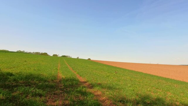 majest&auml;tischer Fasan auf gr&uuml;ner Wiese Feld &ndash; ausdrucksstarke Wildtierfotografie f&uuml;r Naturprojekte,  und authentische l&auml;ndliche Bildwelten, Tier, Vogel, blauer Himmel, H&uuml;gel, Landschaft

