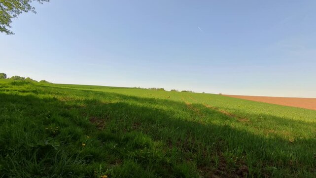 majest&auml;tischer Fasan auf gr&uuml;ner Wiese Feld &ndash; ausdrucksstarke Wildtierfotografie f&uuml;r Naturprojekte,  und authentische l&auml;ndliche Bildwelten, Tier, Vogel, blauer Himmel, H&uuml;gel, Landschaft
