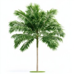 A lush palm tree showcasing vibrant green fronds and a sturdy trunk in a clean backdrop.