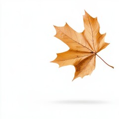 A single dry maple leaf isolated on a white background, showcasing autumn's beauty.