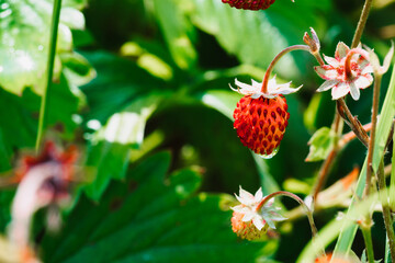 Close-up of ripe strawberries and in the garden
