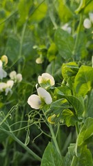Field of peas in bloom in spring