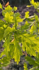 oak twig with an young spring leaves