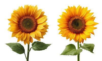 Fototapeta premium set of High-quality sunflower PNG elements with white background removed ideal for digital artwork and mockups