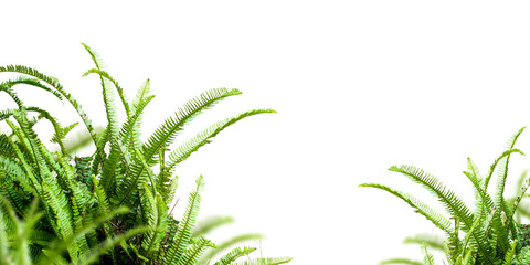 green fern on white background