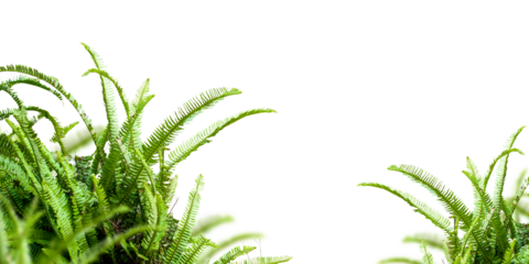 green fern on white background