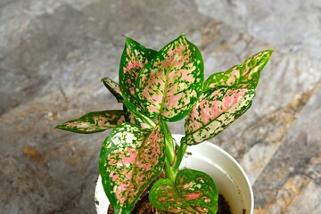 Aglaonema pictum tricolor or Tricolor aglaonema in pot. The colour of aglaonema tricolor is pink,...