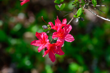 Azalea Blossoms at Cane Creek Falls, near Dahlonega, Georgia.