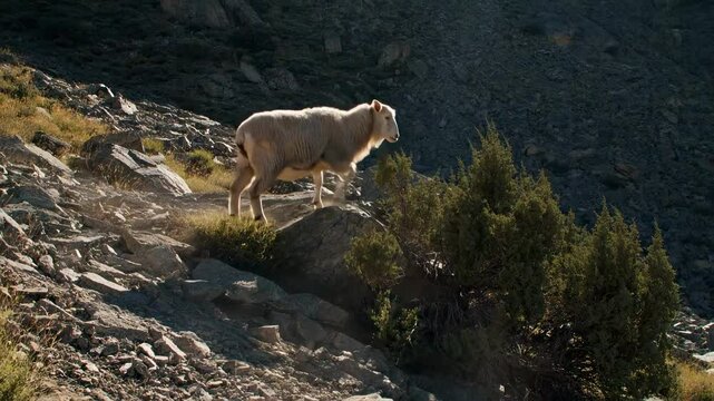 A goat climbing a rocky hillside under a clear sky, with dust rising behind it, showcasing natural rugged terrain - fat-tailed sheep | kurdyuk
