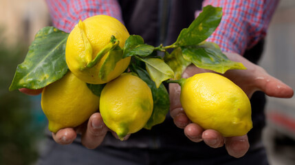Hands Holding a Generous Bunch of Freshly Picked Bright Yellow Lemons with Green Leaves