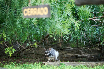 Plains viscacha or vizcacha, Lagostomus maximus, in El Palmar National Park, Entre Rios, Argentina. Above it there is a sign: closed. It is a nocturnal animal, which comes out of its burrow at sunset.