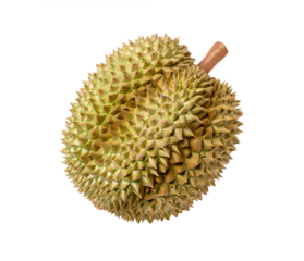 durian isolated on white background
