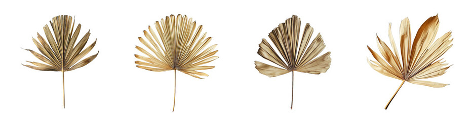 set of Dried palm leaves isolated on transparent background