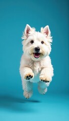 Fluffy white West Highland Terrier leaps, blue backdrop, pet photography, energy