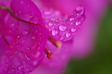 Macro Flowers in Full Bloom with Rain Dripping