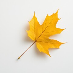 A vibrant yellow maple leaf isolated against a clean white background, showcasing its beauty.
