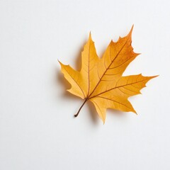 A vibrant yellow maple leaf isolated on a clean white background.