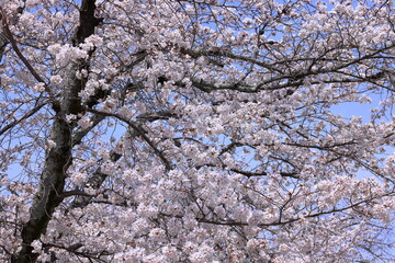 Daigo-ji Temple with cherry blossoms, a Buddhist temple with 5-story pagoda, at Daigohigashiojicho, Fushimi Ward, Kyoto, Japan 